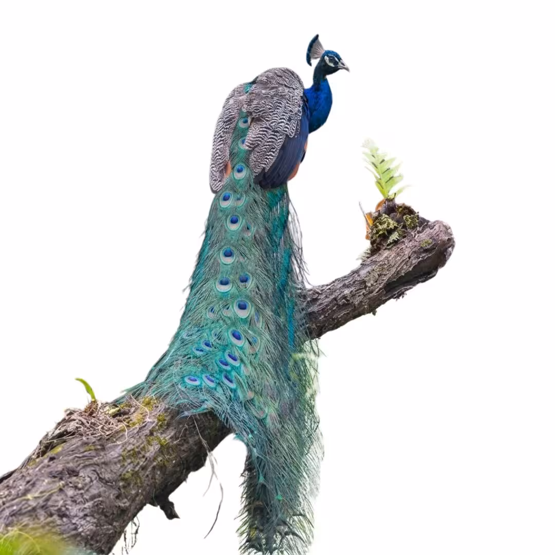 🐆 Lataguri Jungle Safari